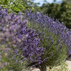 Lavandula angustifolia Premium Provence