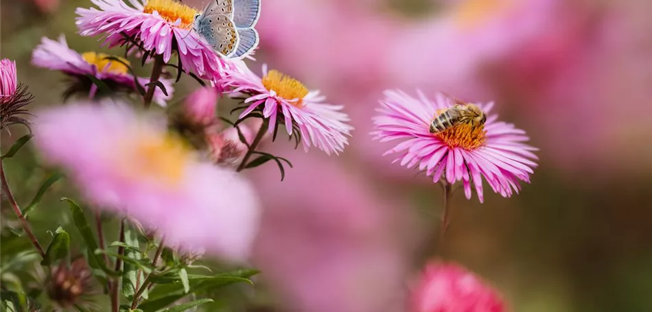 bellaflora Amstetten feiert...