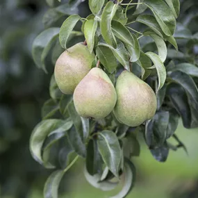 Pyrus communis Hochfeine Butterbirne