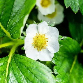 Fragaria ananassa Malaga