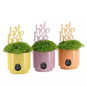 Arrangement Ostern Moosfarn Hop hop