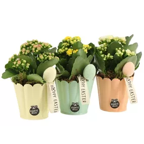 Blühendes Set Kalanchoe Frohe Ostern