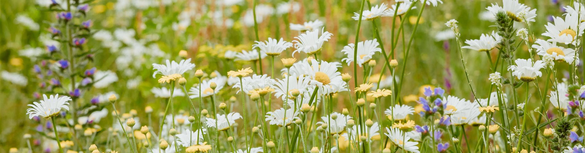 GS618370_Blumenwiese_ GS618370_Blumenwiese_