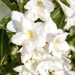 Weigela Snowflake