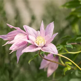 Clematis Multi Pink PBR