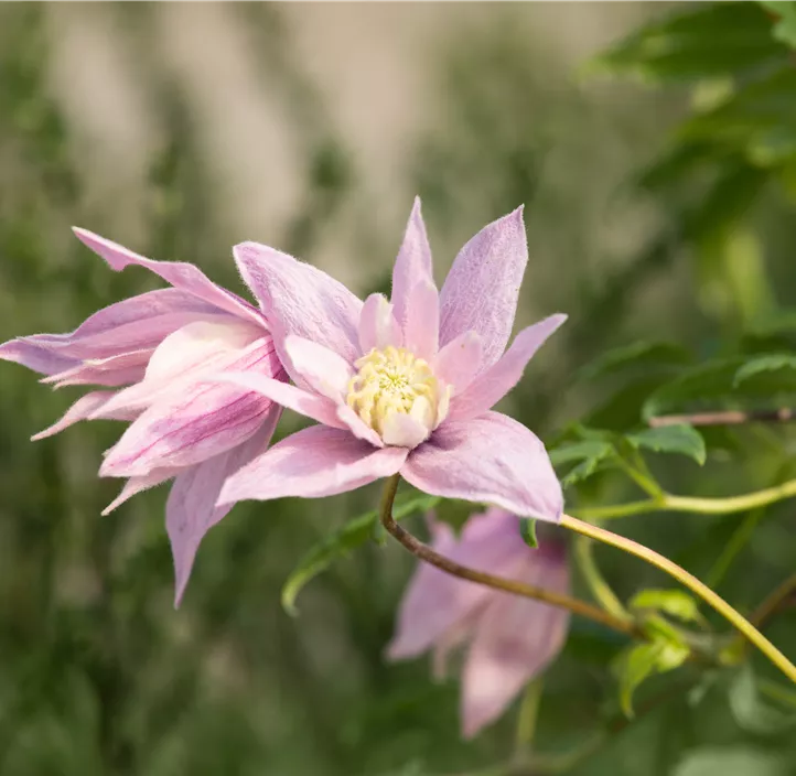 Waldrebe 'Multi Pink'