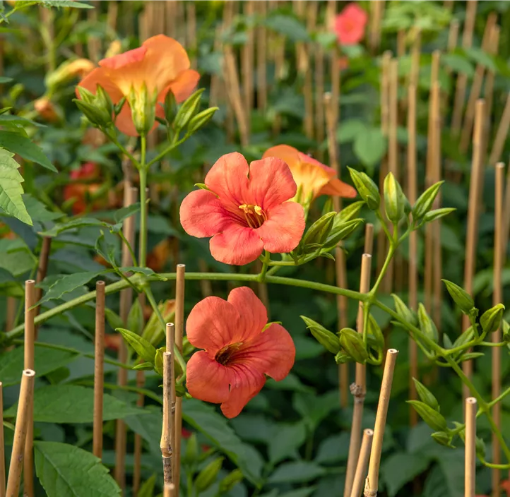 Große Kletter-Trompetenblume 'Mme Galen'