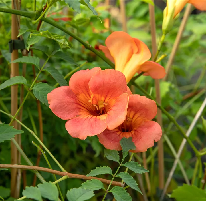 Große Kletter-Trompetenblume 'Mme Galen'