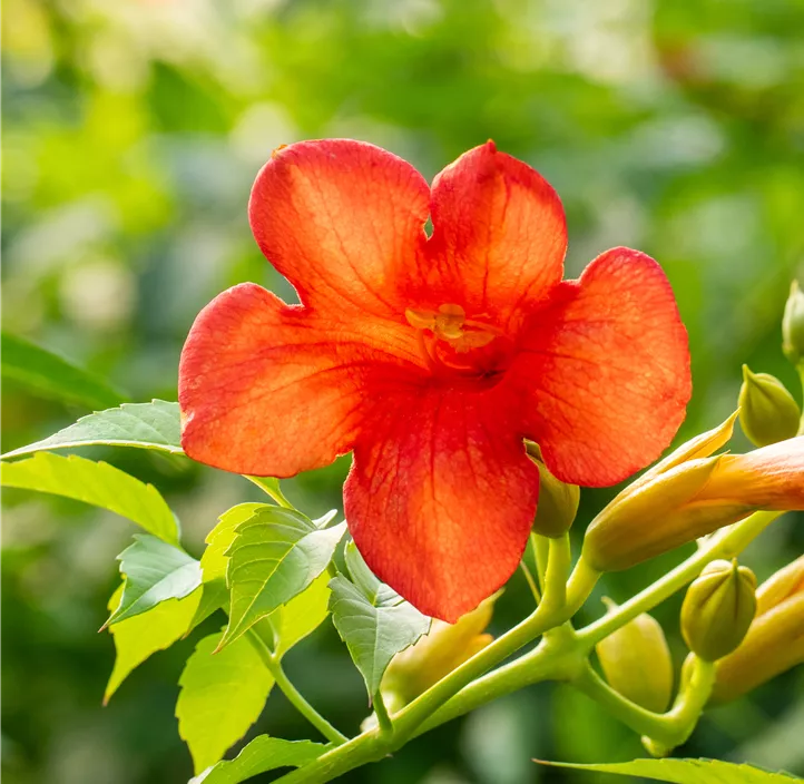 Große Kletter-Trompetenblume 'Mme Galen'