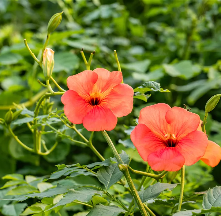 Große Kletter-Trompetenblume 'Mme Galen'