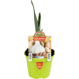 Allium sativum Elephant Garlic Allium sativum Elephant Garlic