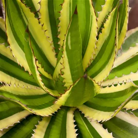 Agave lophanta quadricolor Agave lophanta quadricolor