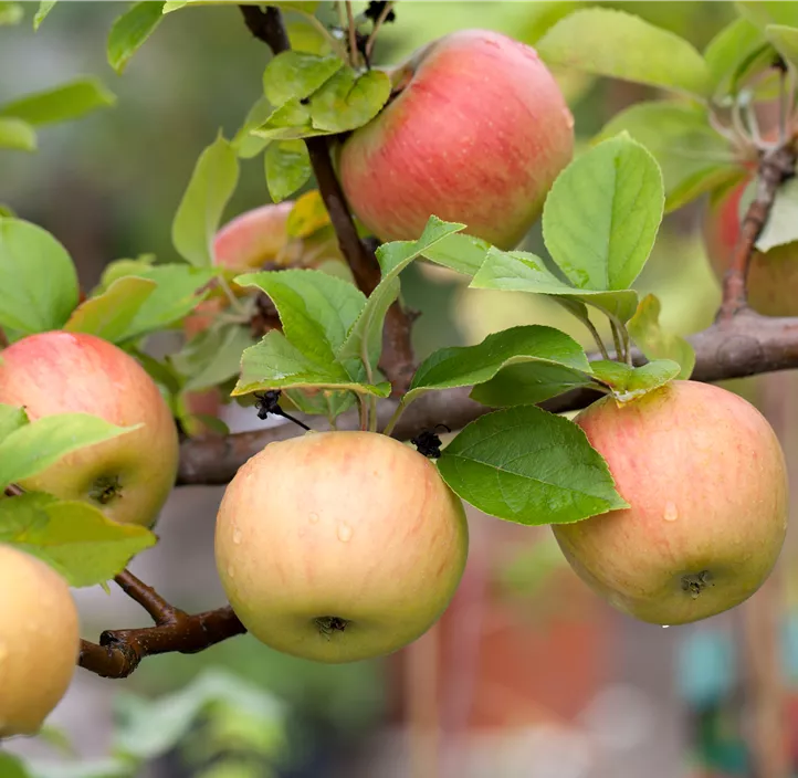 Winterapfel 'Goldparmäne'