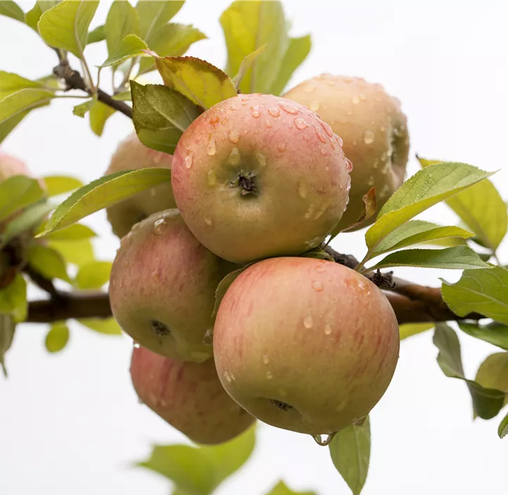 Winterapfel 'Goldparmäne'