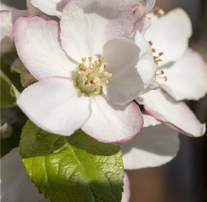 Winterapfel 'Goldparmäne'