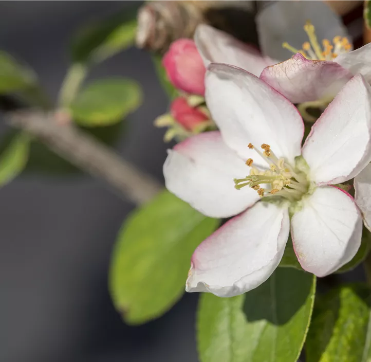 Winterapfel 'Goldparmäne'