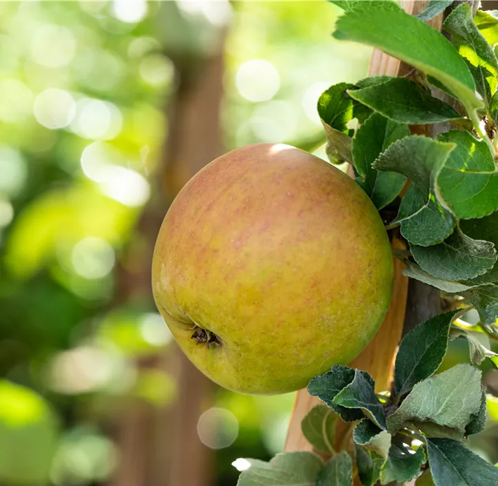 Winterapfel 'Goldparmäne'