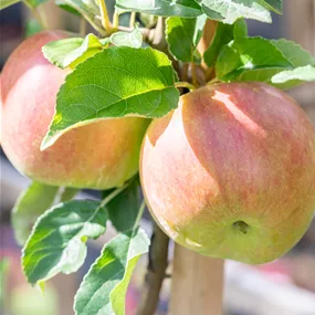 Malus domestica Idared