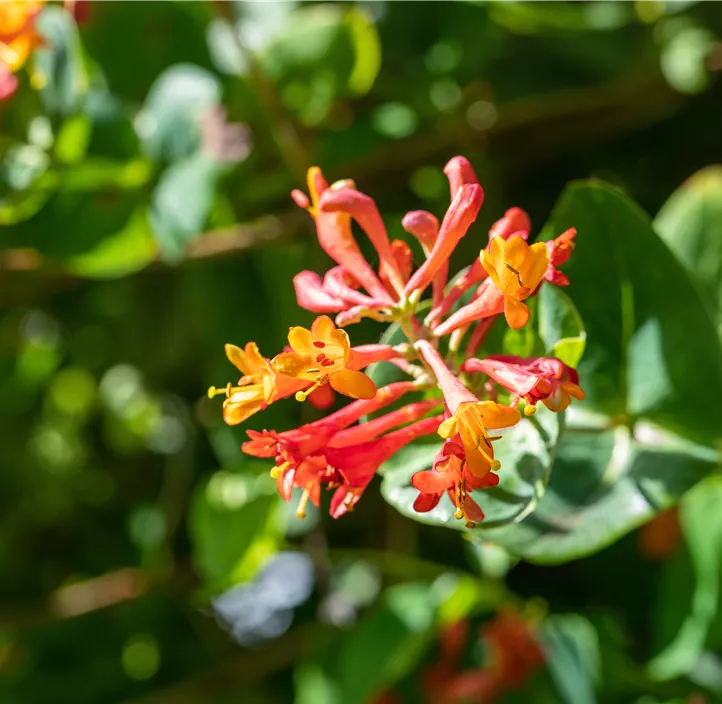 Rote Geißschlinge 'Dropmore Scarlet'