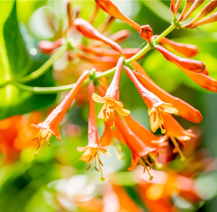 Rote Geißschlinge 'Dropmore Scarlet'