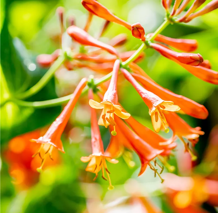 Rote Geißschlinge 'Dropmore Scarlet'