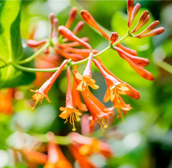 Rote Geißschlinge 'Dropmore Scarlet'