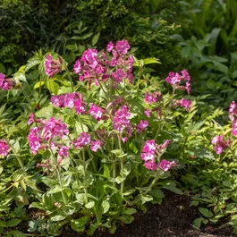 Rewisa Silene dioica