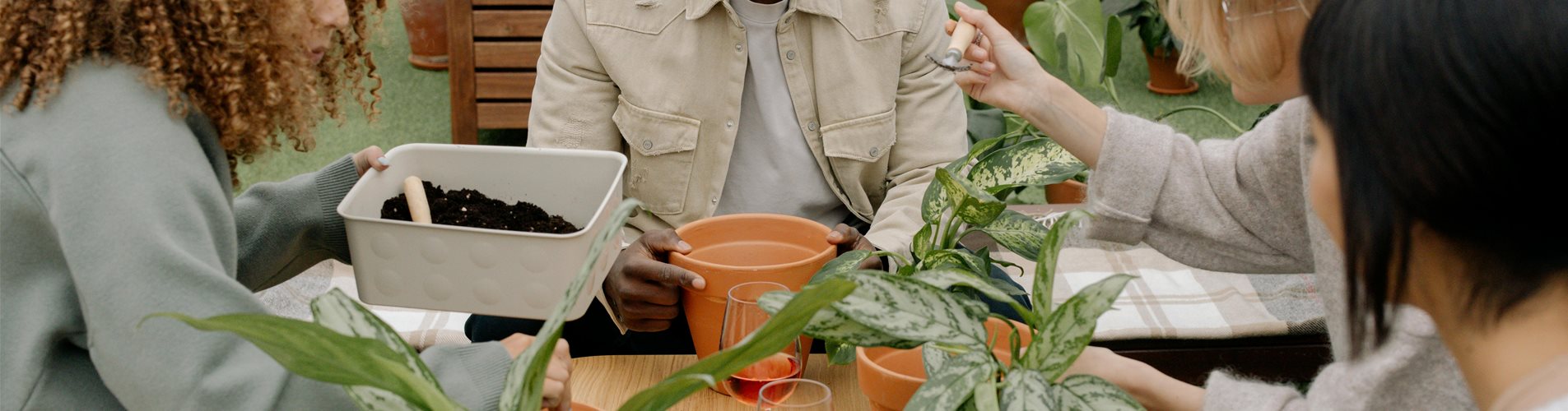 freunde-pflanzen freunde-pflanzen