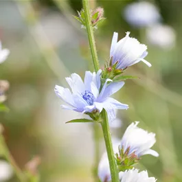 Rewisa Cichorium intybus