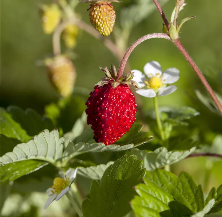 Garten-Erdbeere