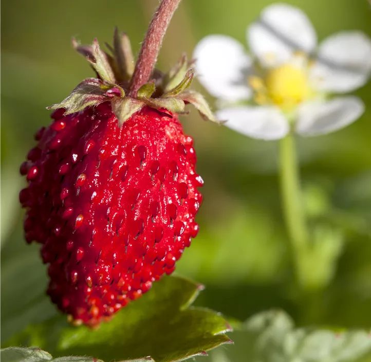 Garten-Erdbeere