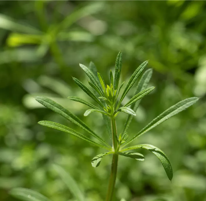 Echtes Labkraut