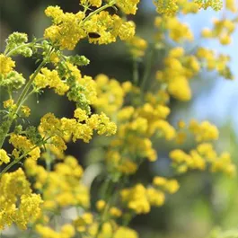 Rewisa Galium verum