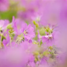 Rewisa Geranium pratense