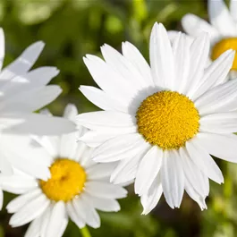 Rewisa Leucanthemum vulgare