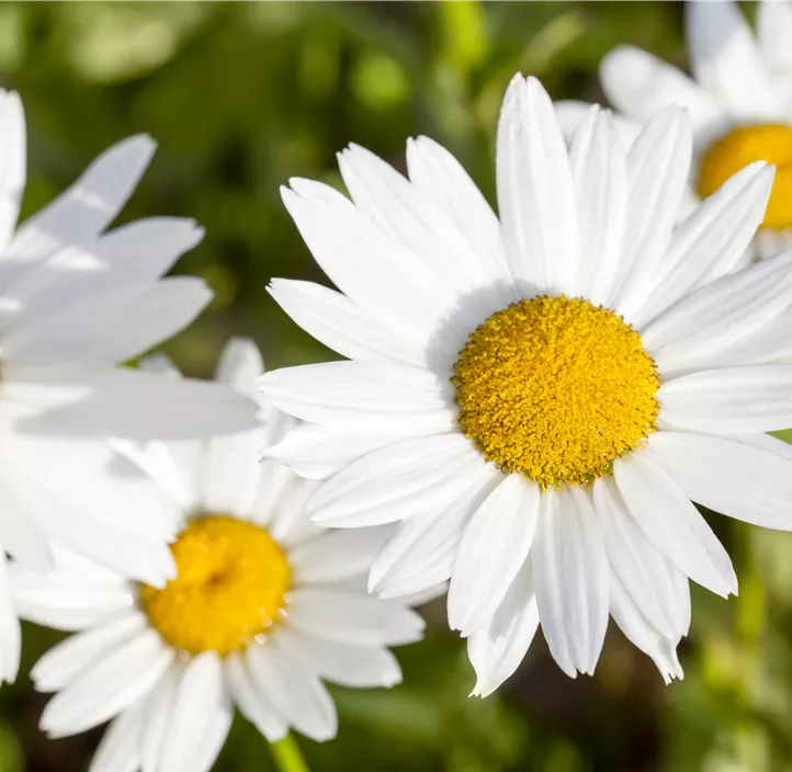 Kleine Margerite