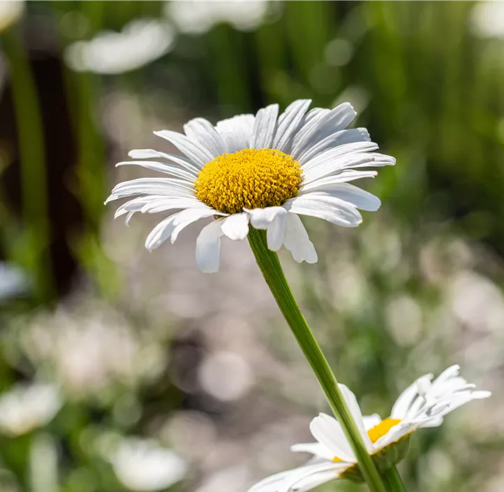 Kleine Margerite