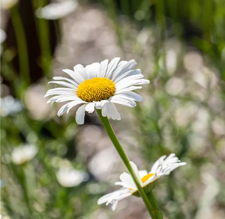 Kleine Margerite