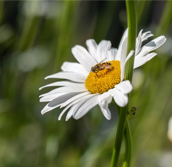 Kleine Margerite