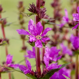 Lythrum salicaria