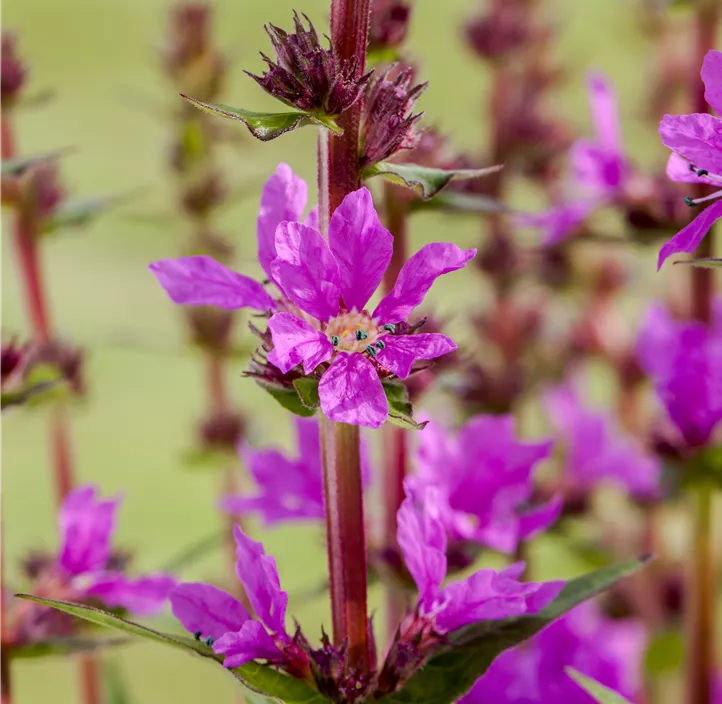 Garten-Blut-Weiderich