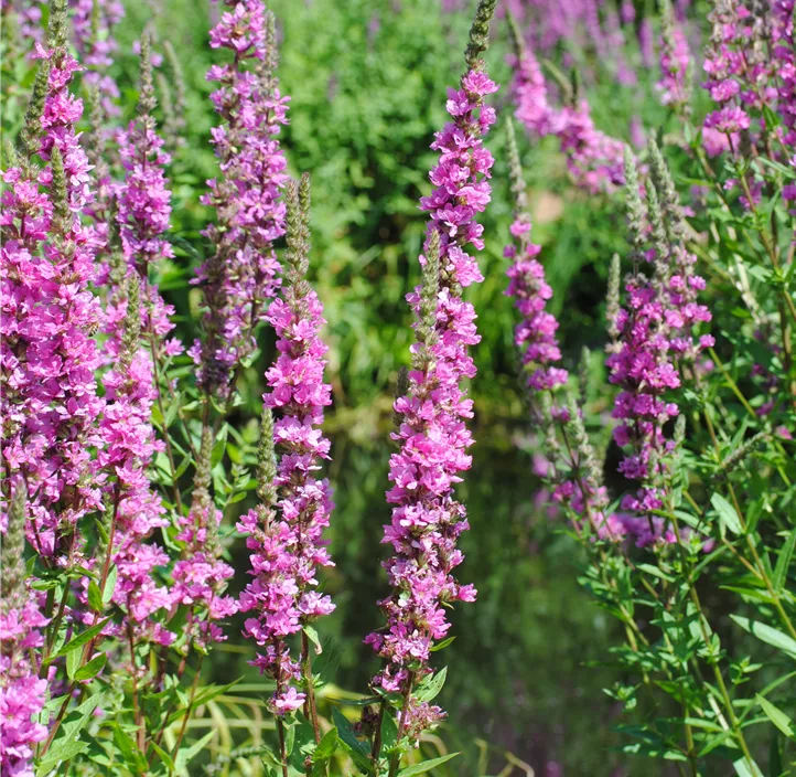 Garten-Blut-Weiderich