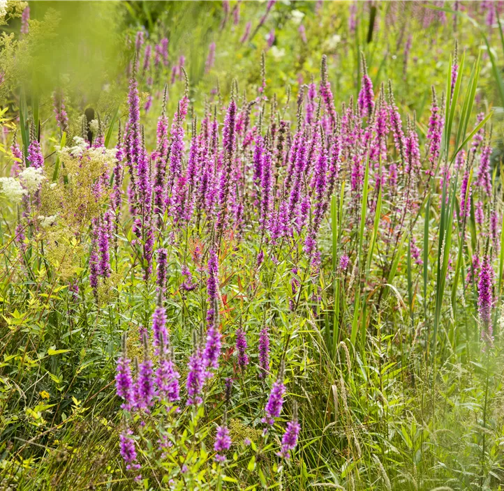 Garten-Blut-Weiderich