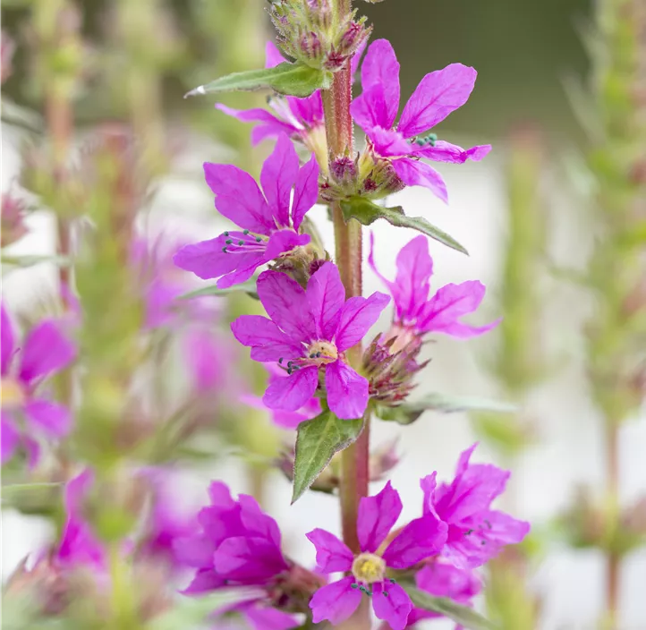 Garten-Blut-Weiderich