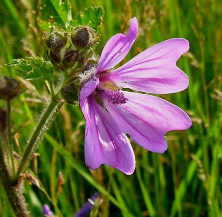 Rosenmalve 'Fastigiata'