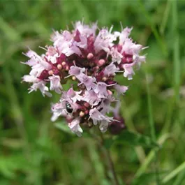 Rewisa Origanum vulgare