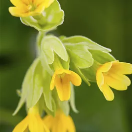 Rewisa Primula veris