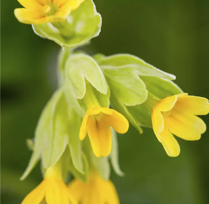 Echte Schlüsselblume