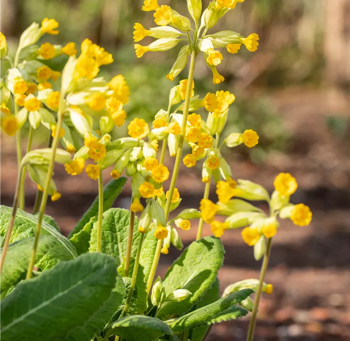 Echte Schlüsselblume