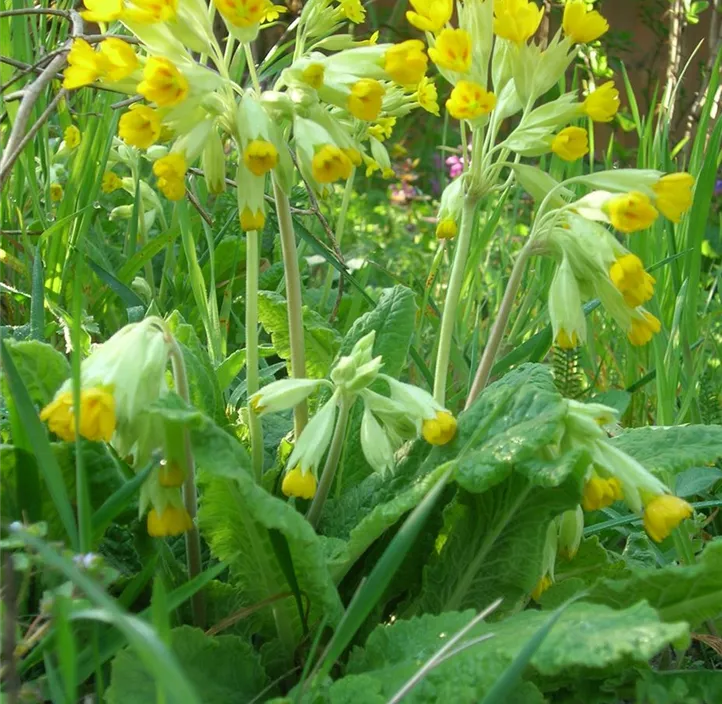 Echte Schlüsselblume